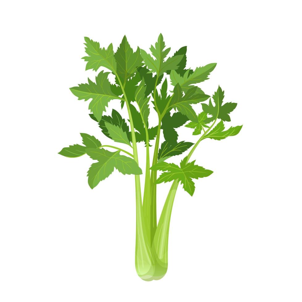 celery fresh cartoon vector illustration