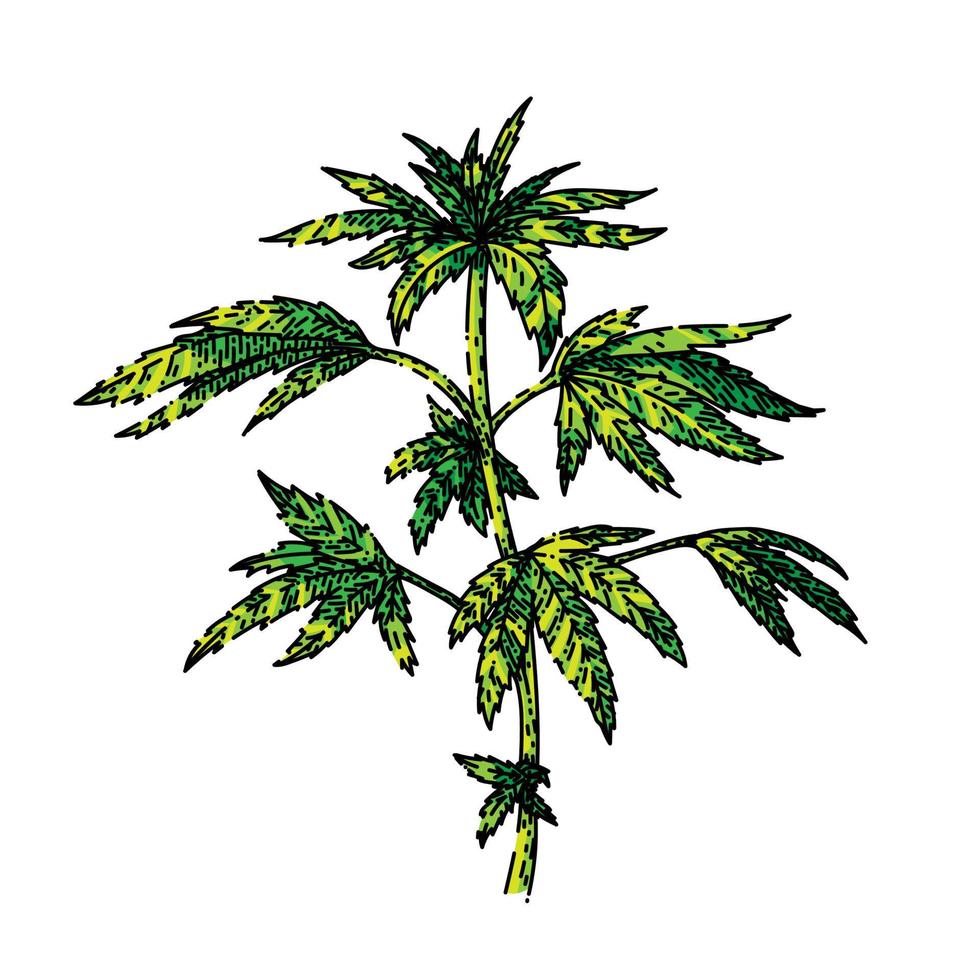 cannabis plant sketch hand drawn vector