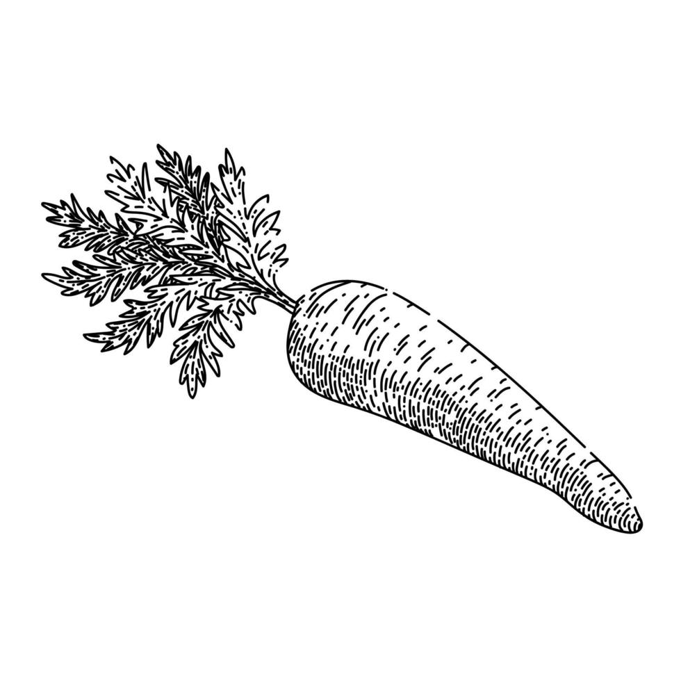 carrot plant sketch hand drawn vector