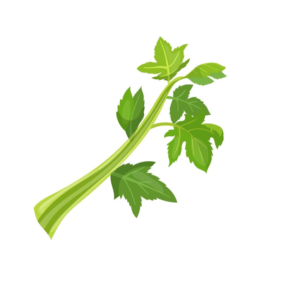 celery fresh cartoon vector illustration