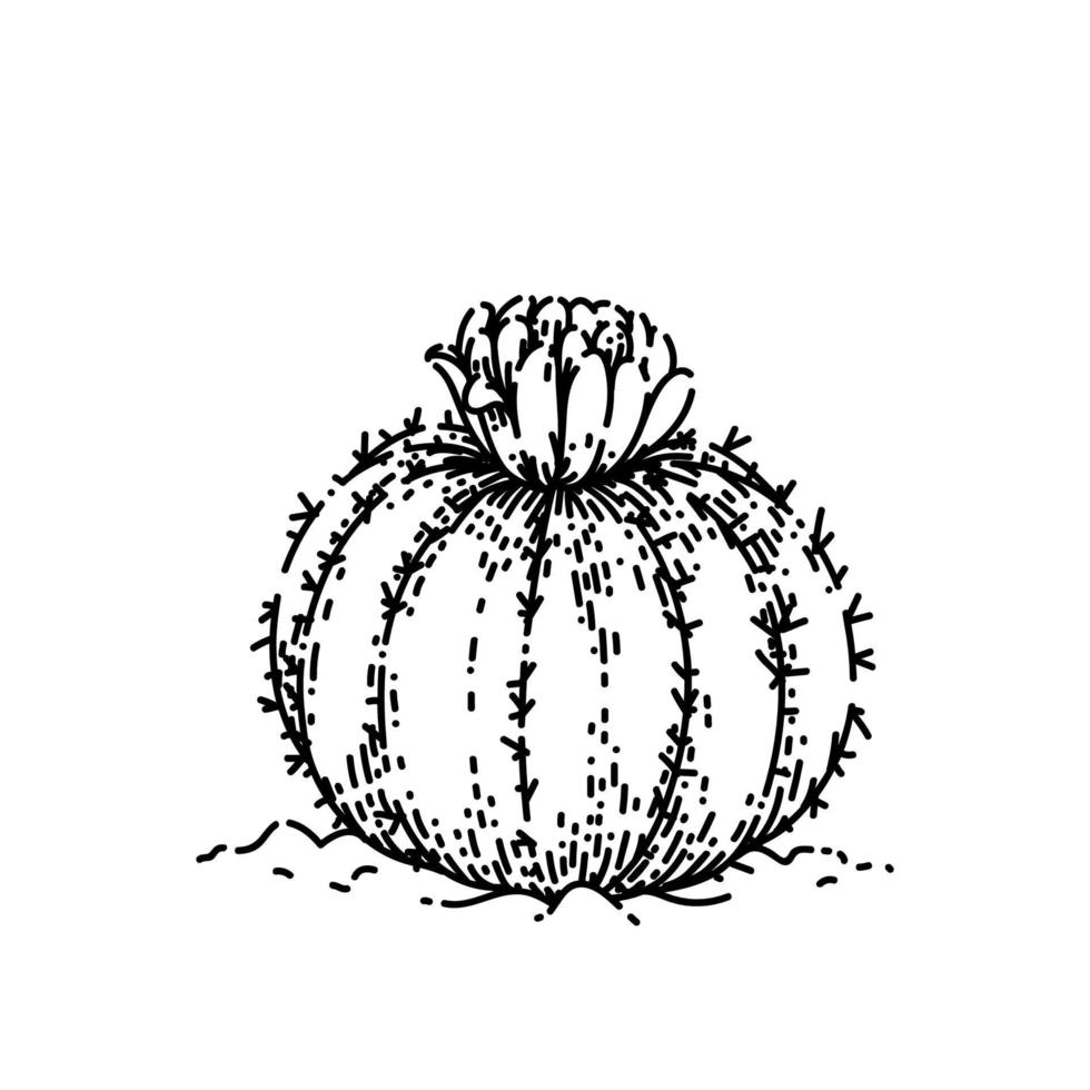 cactus flower sketch hand drawn vector