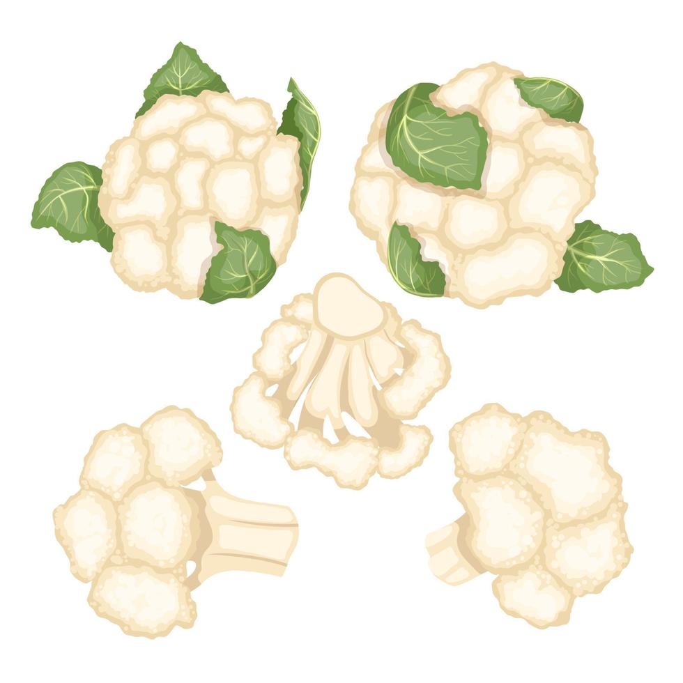 cauliflower white food set cartoon vector illustration