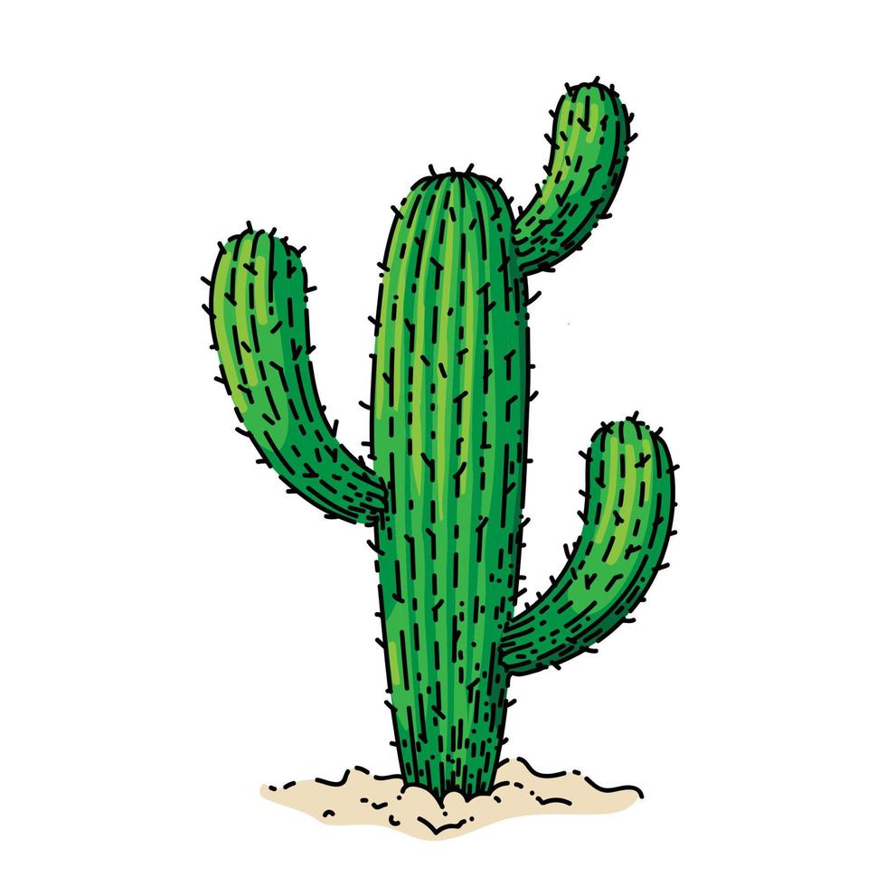 cactus plant sketch hand drawn vector