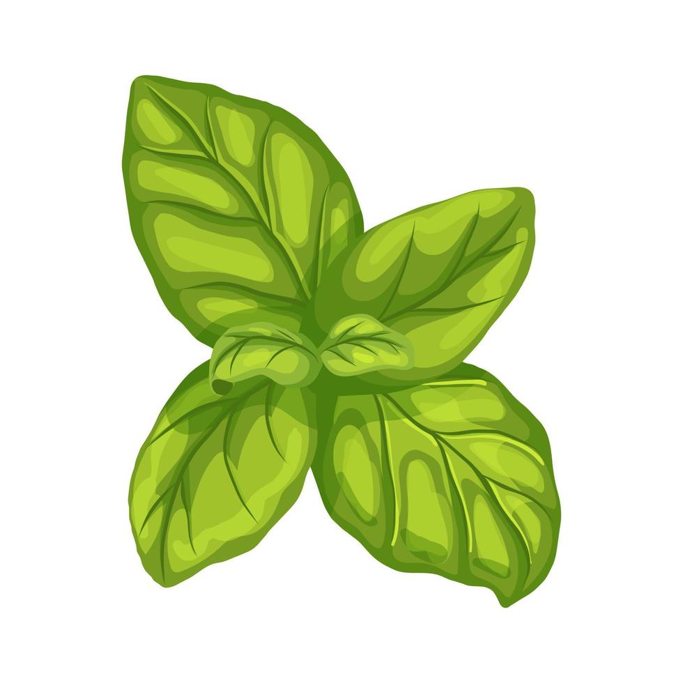 ilustración de vector de dibujos animados de hoja de albahaca