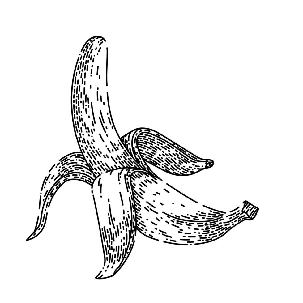 plátano pelado bosquejo dibujado a mano vector