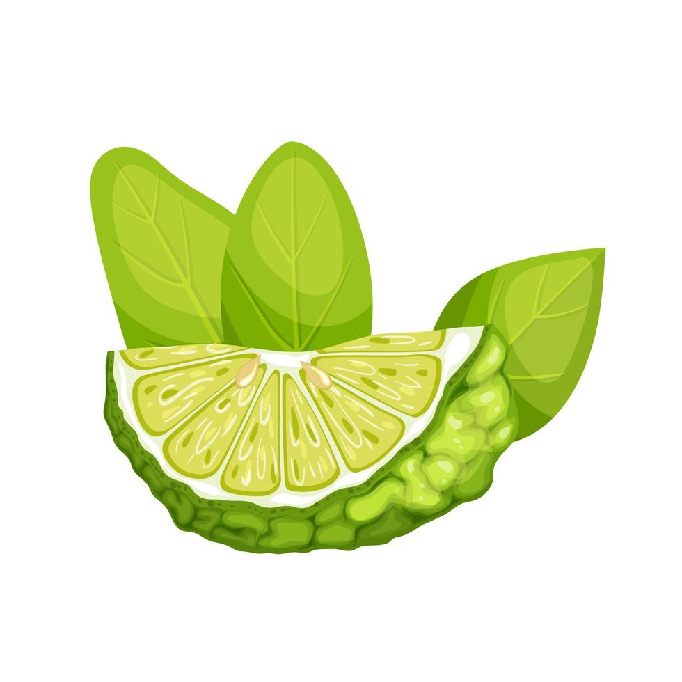 bergamot fresh cartoon vector illustration