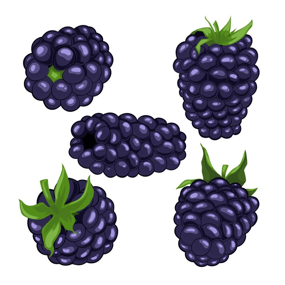 blackberry berry fruit set dibujos animados vector ilustración