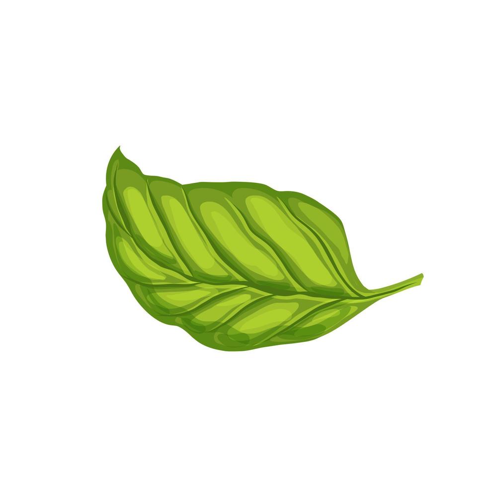 basil leaf cartoon vector illustration