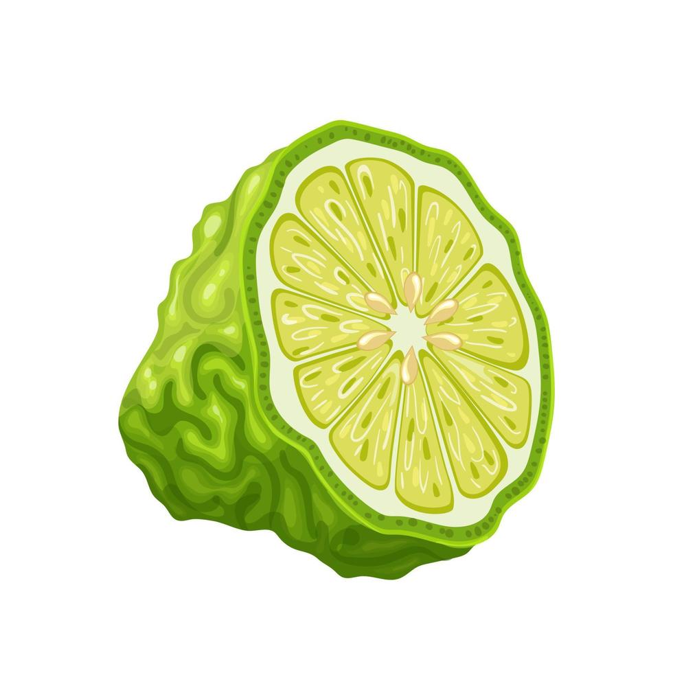 bergamot slice cartoon vector illustration