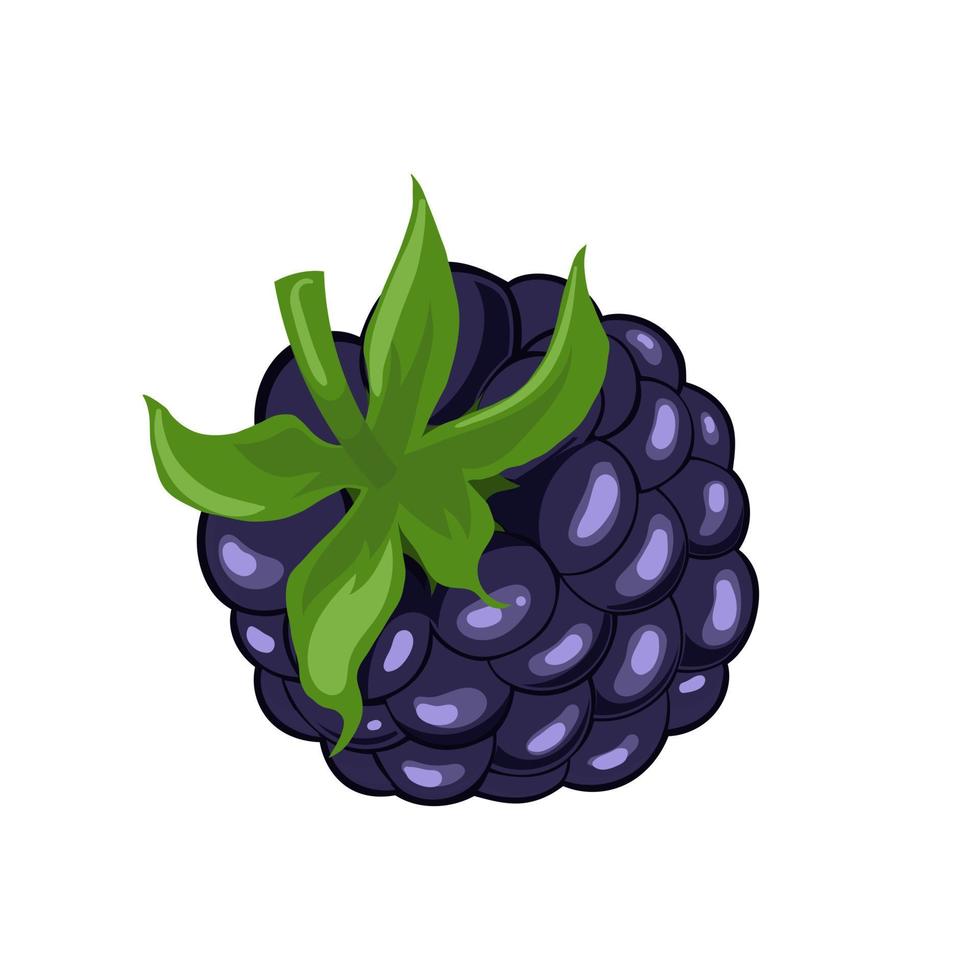 blackberry berry nature cartoon vector illustration