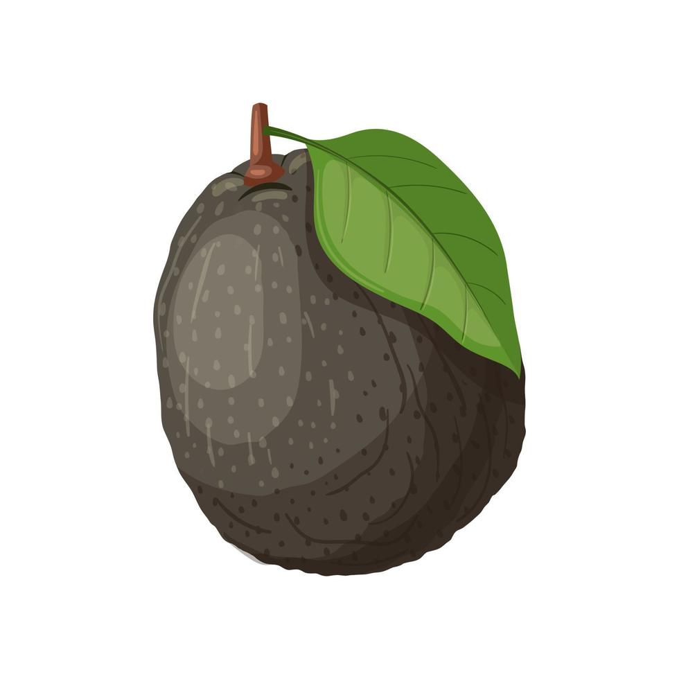 ilustración vectorial de dibujos animados maduros de aguacate vector