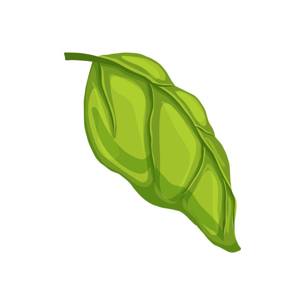 basil leaf green cartoon vector illustration