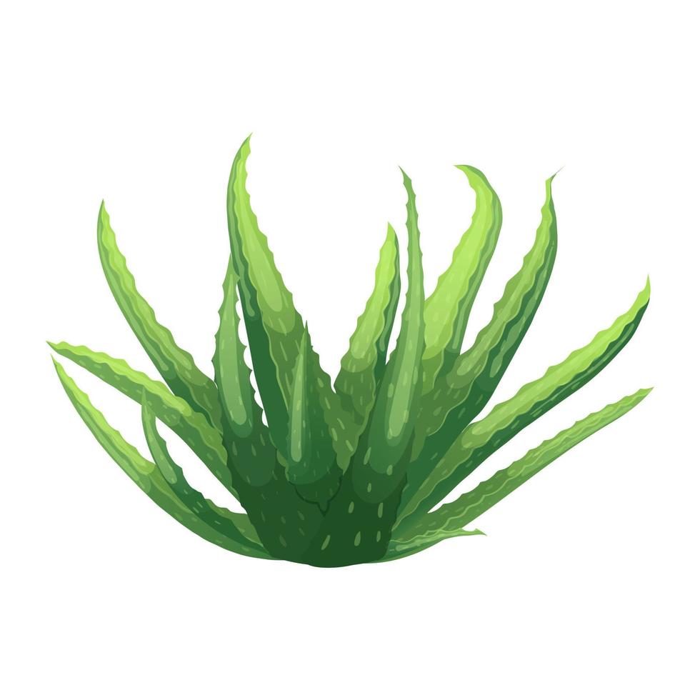 aloe vera plant cartoon vector illustration