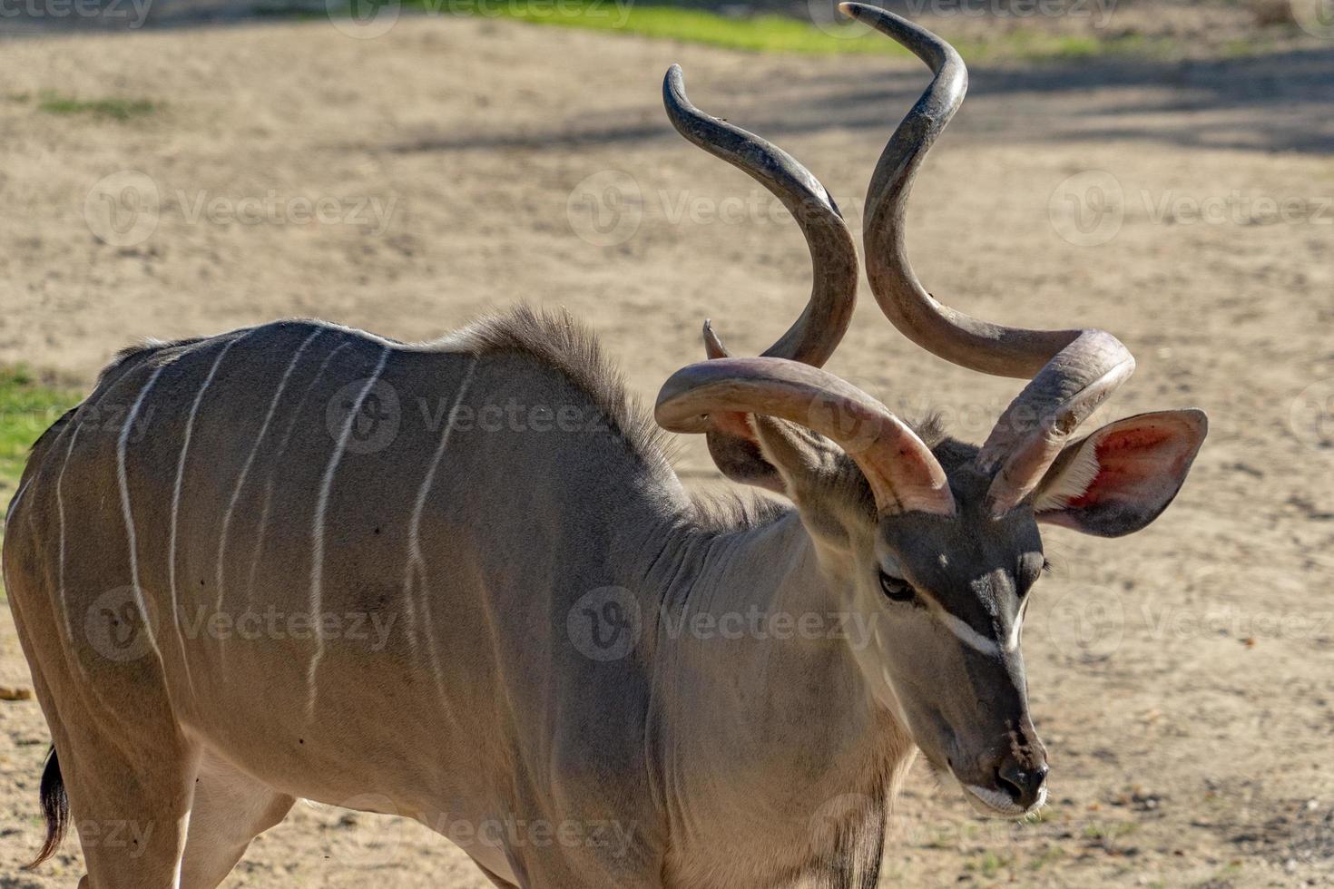 Greater kudu african antelope photo