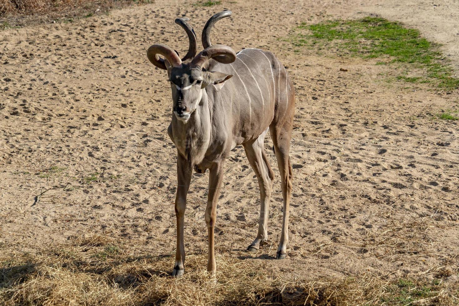Greater kudu african antelope photo