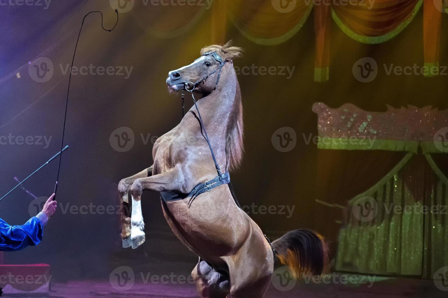 Rampant circus mustang horse photo