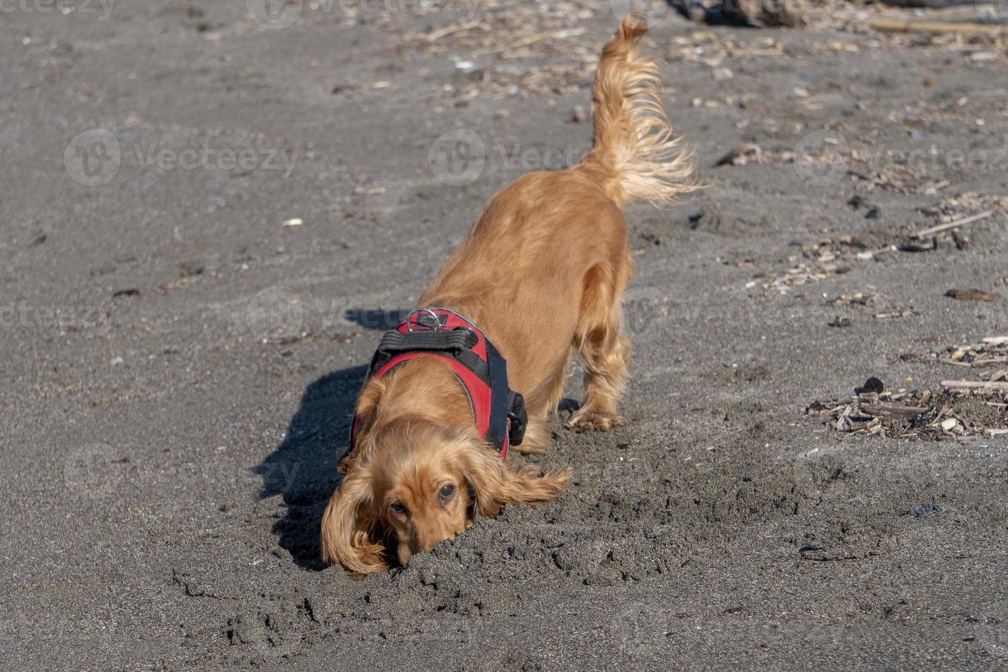 young dog puppy playing on the beach spaniel cocker photo