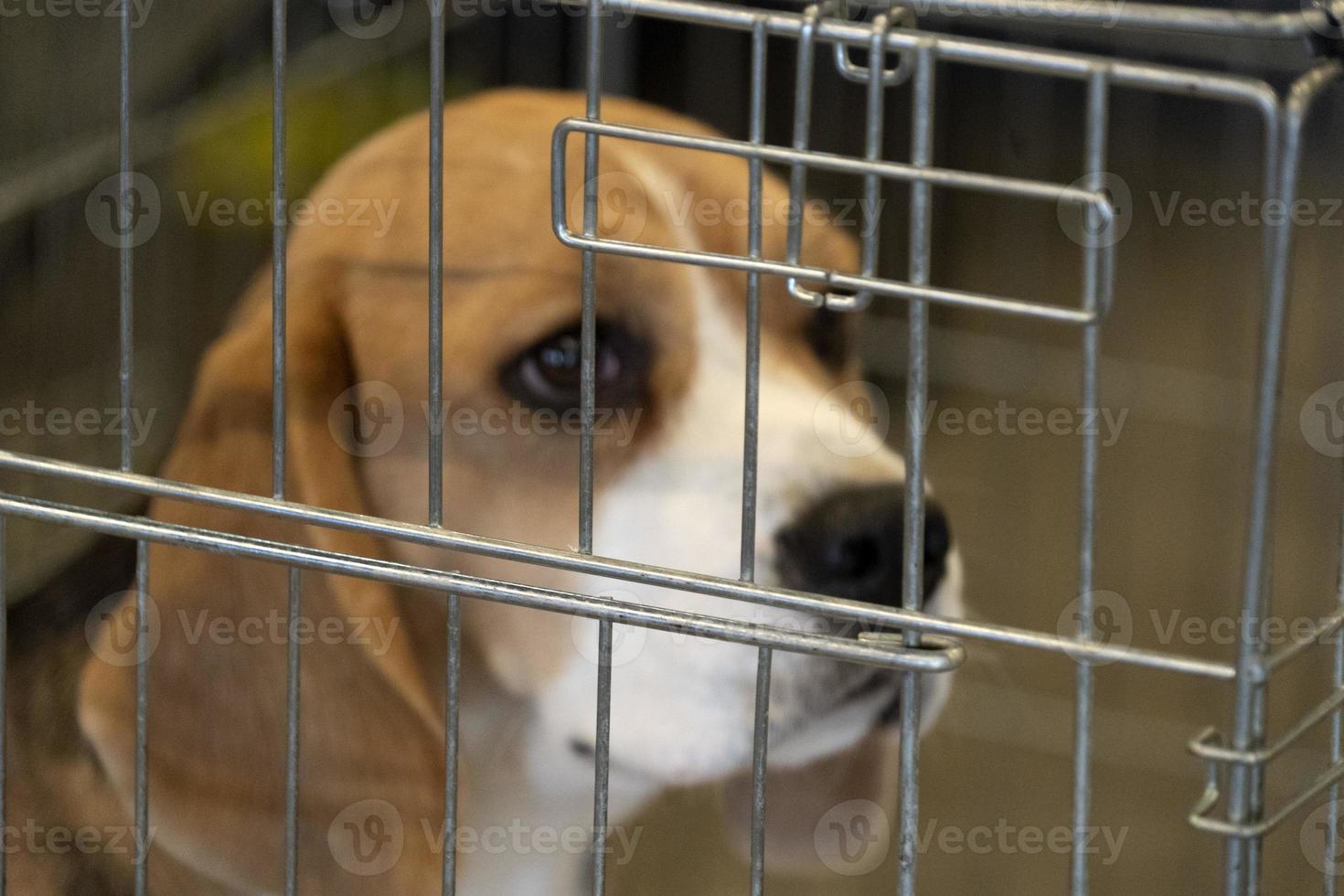 experiment Beagle dog in a cage 17422131 Stock Photo at Vecteezy