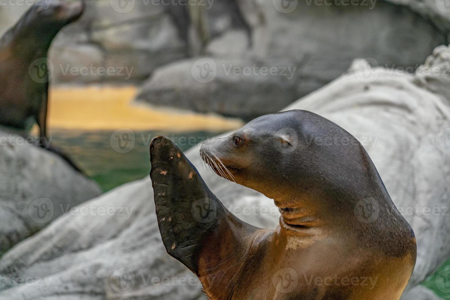 Southamerican sea lion male portrait photo