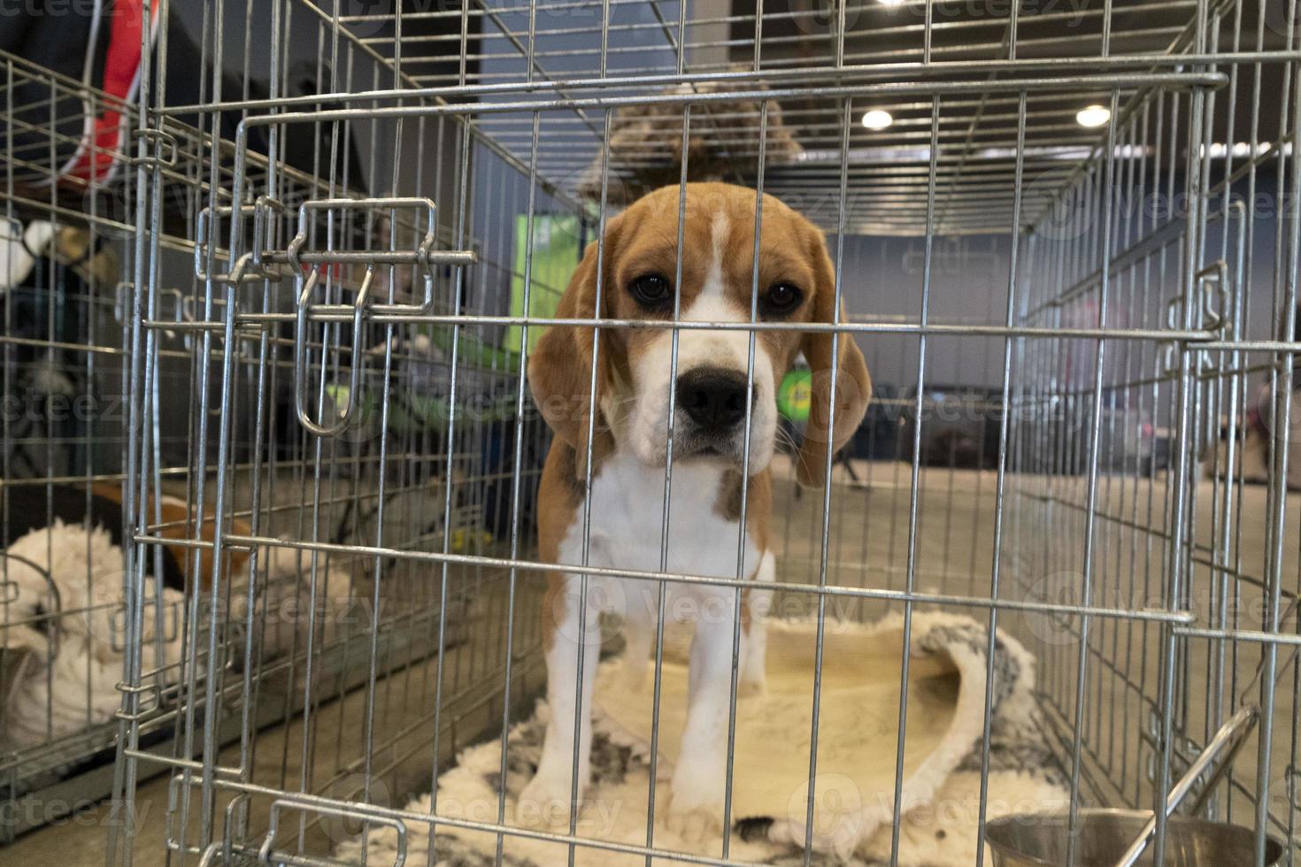 experiment Beagle dog in a cage 17422237 Stock Photo at Vecteezy