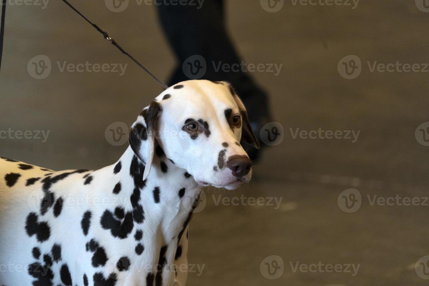 dalmatian dog portrait photo