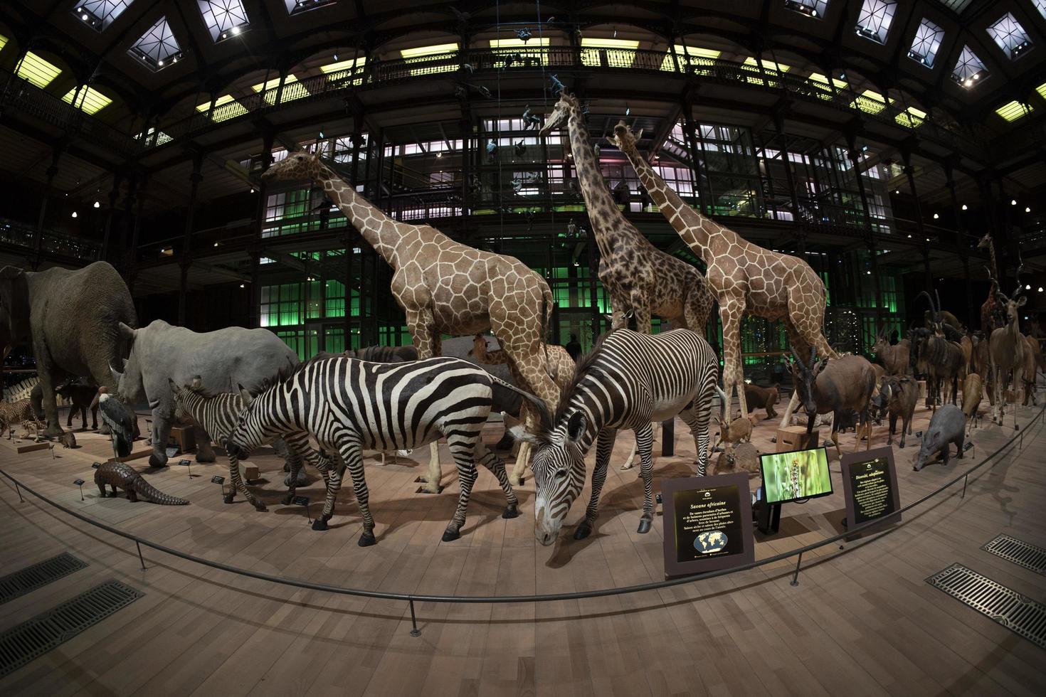 París, Francia - 18 de noviembre de 2021 - galería de la evolución museo de historia natural grande galerie de l'evolution foto