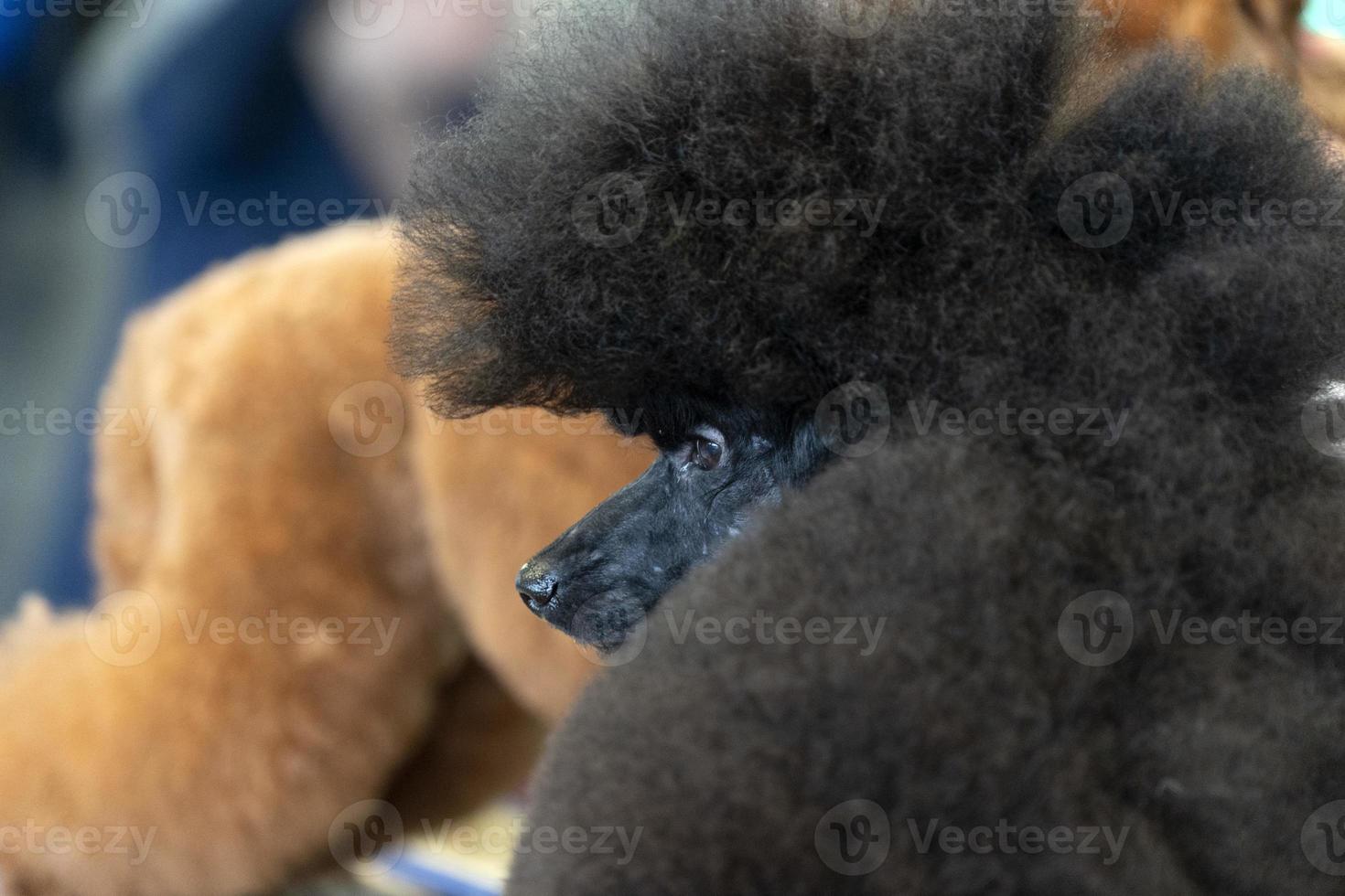 Poodle dog beauty salon photo