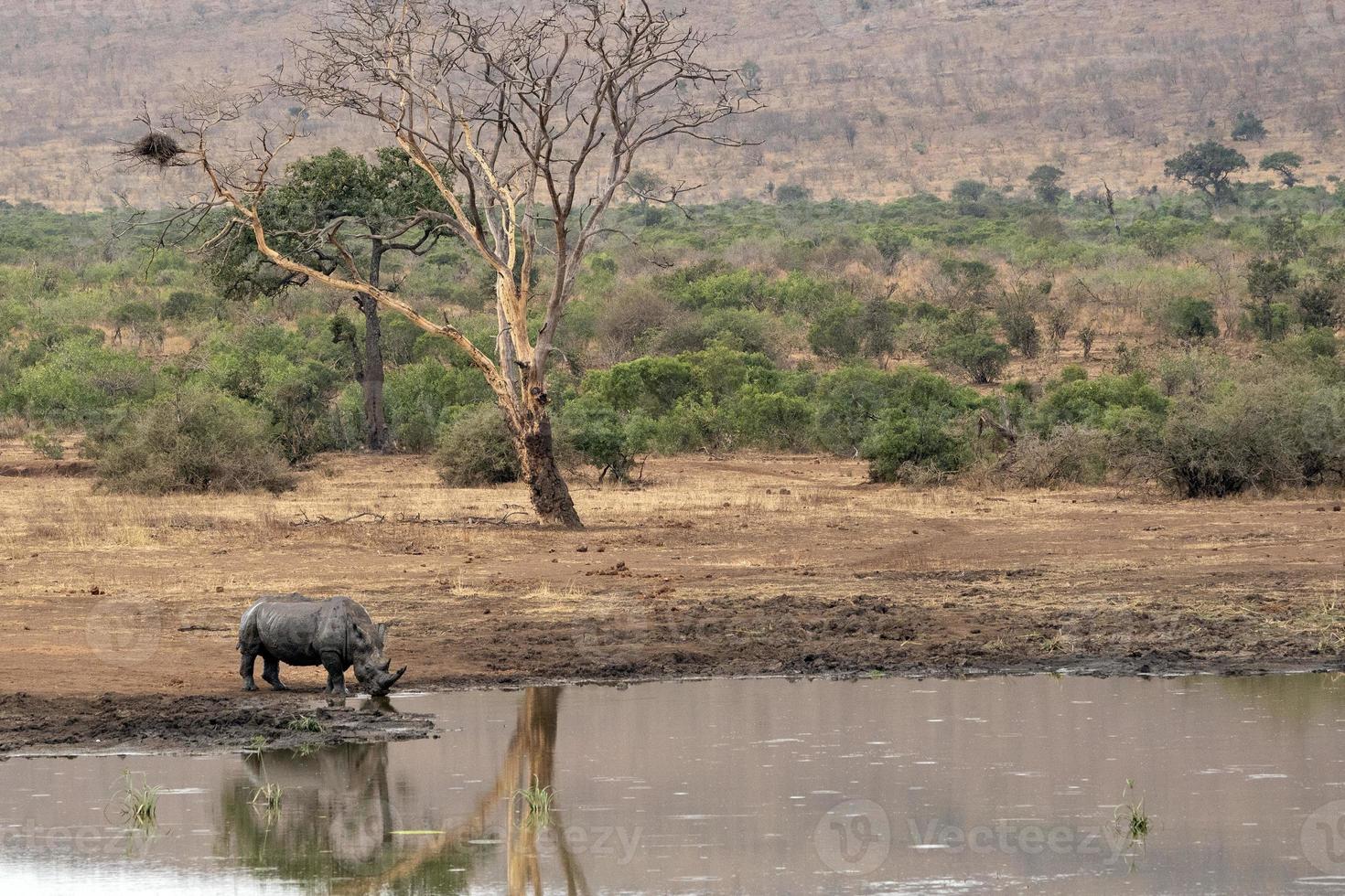 rhino drinking at the pool kruger park south africa photo