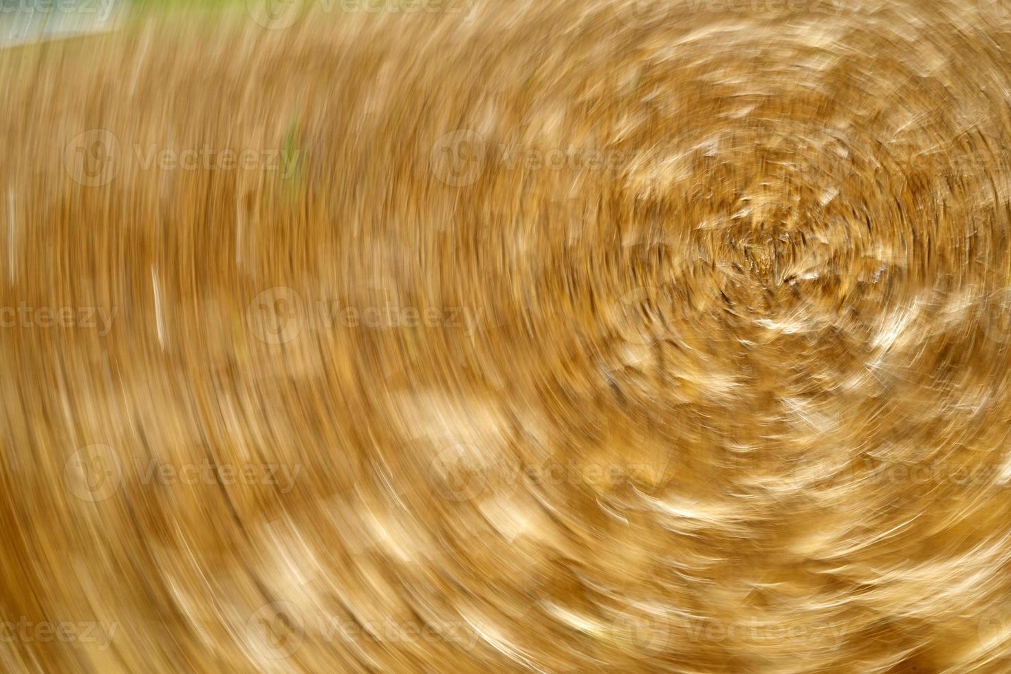 Green Wheat spikes field moved by wind photo
