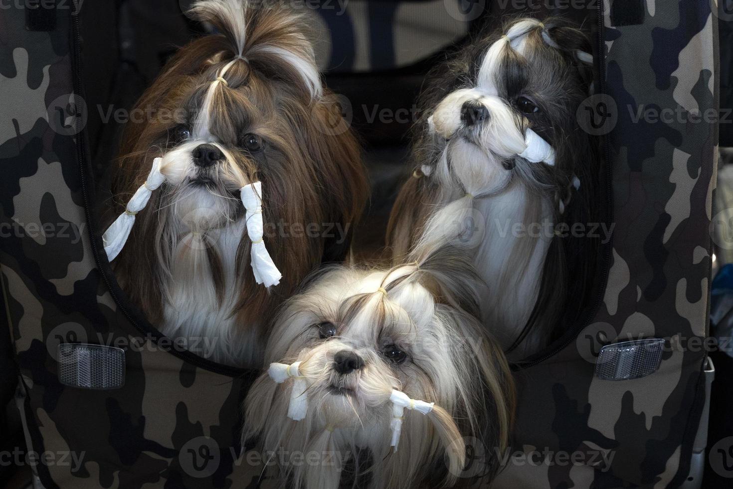 Shi tzu dog beauty salon photo