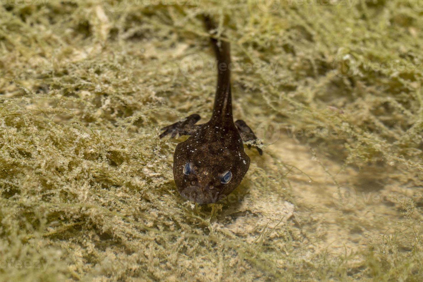 frog tadpole in a swamp photo