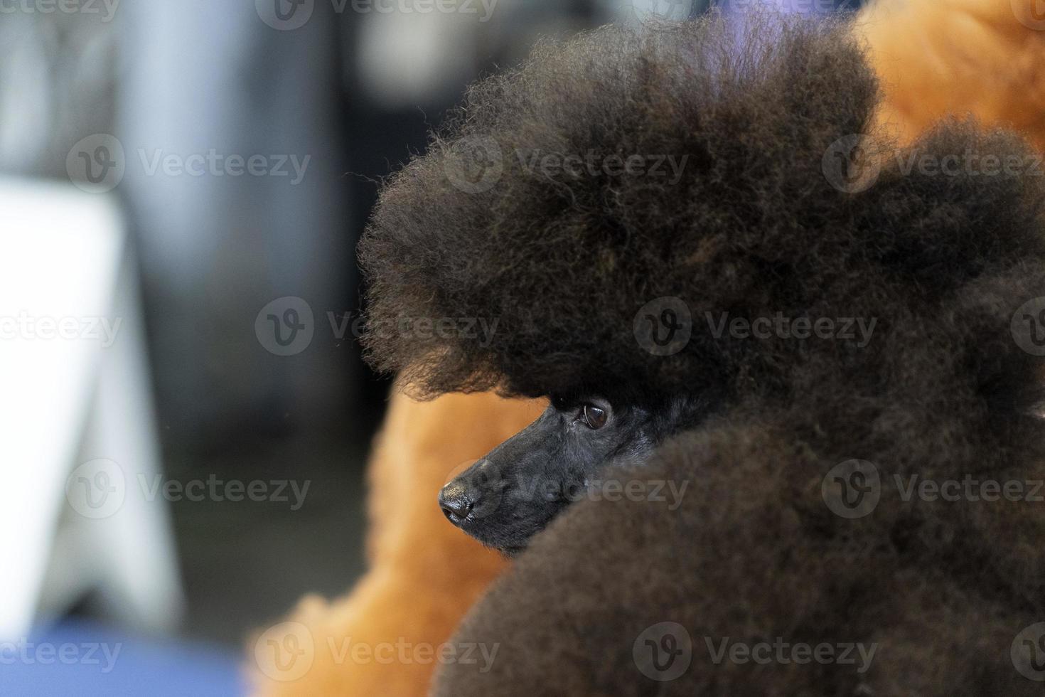 Poodle dog beauty salon photo