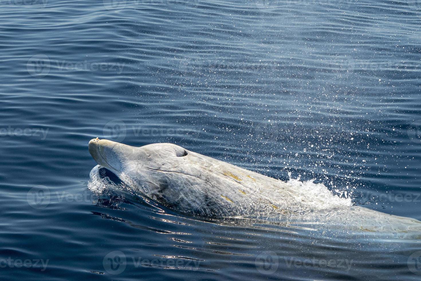 white Rare Goose Beaked whale dolphin Ziphius cavirostris photo