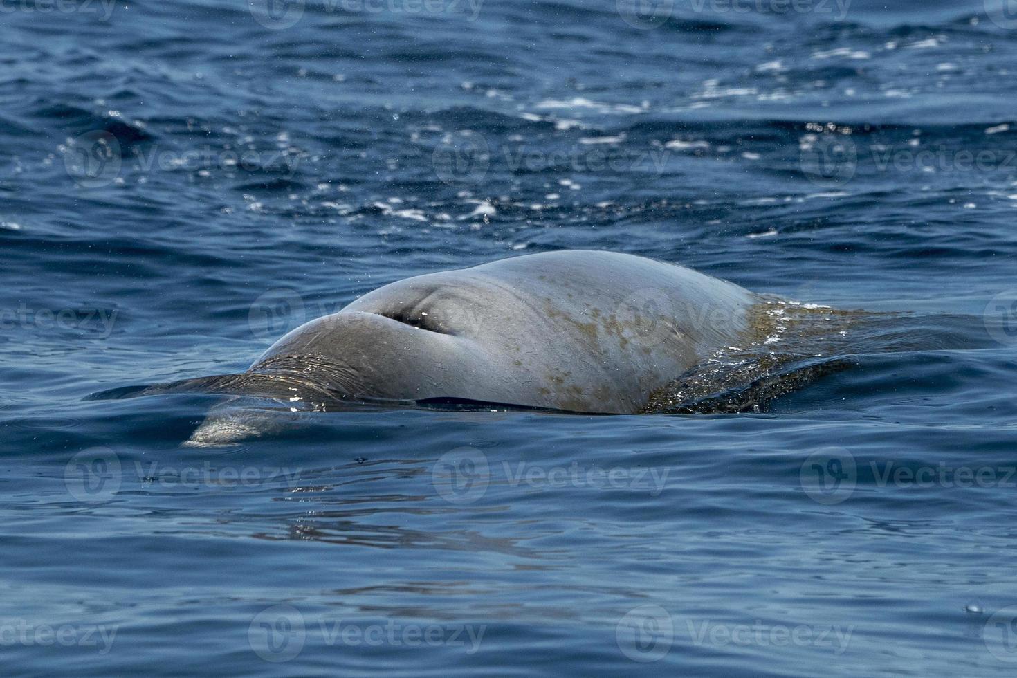 Rare Goose Beaked whale dolphin Ziphius cavirostris photo