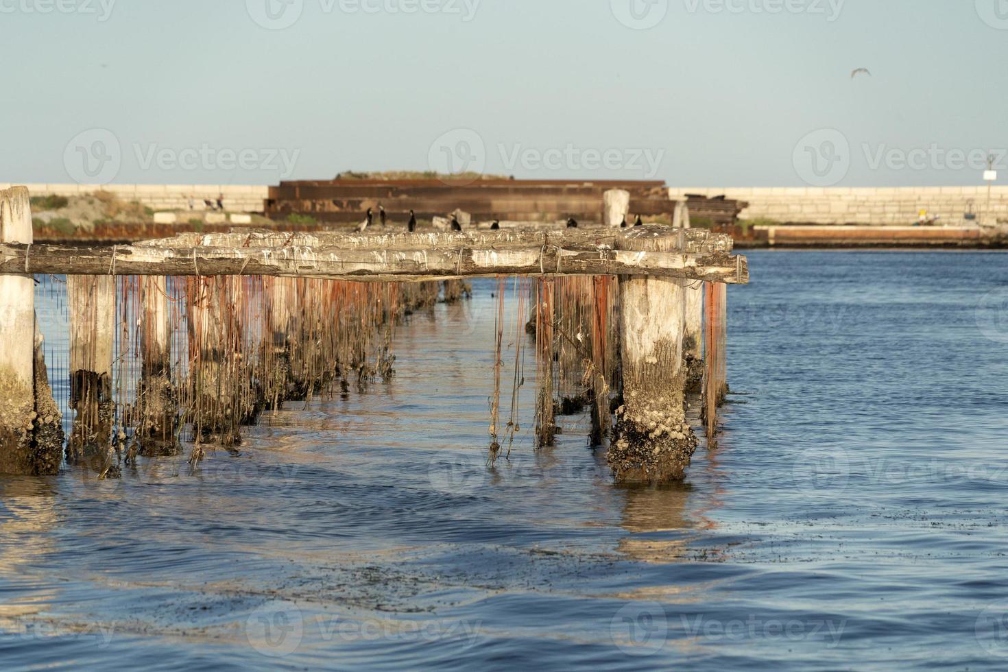 Mussels breeding in Chioggia Italy photo