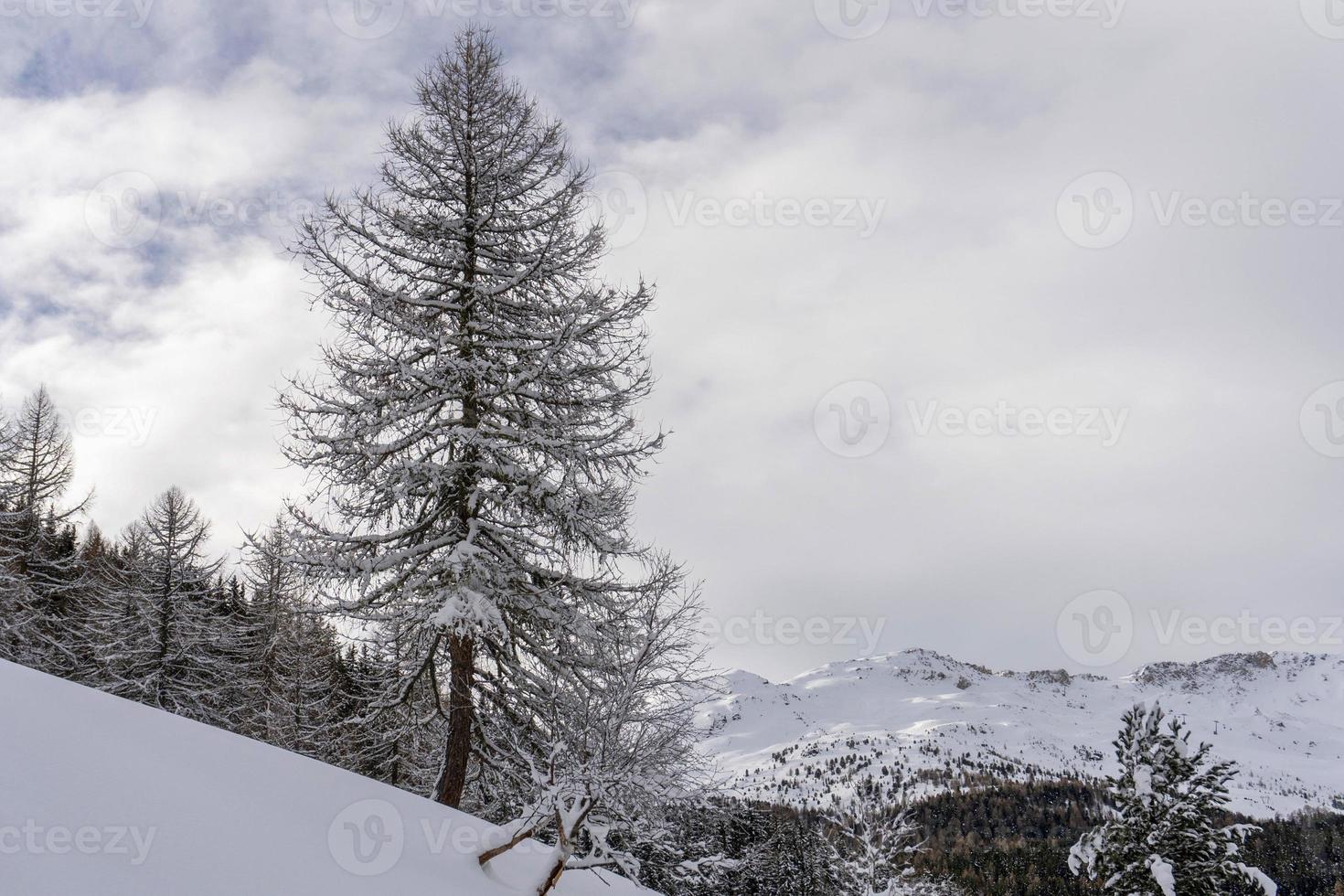 nieve senderismo bosque panorama paisaje montañas de santa caterina valfurva alpes italianos en invierno foto