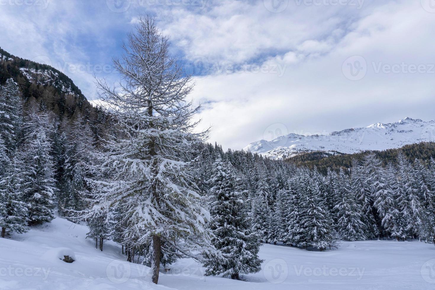 snow hiking forest panorama landscape mountains of Santa Caterina valfurva italian Alps in winter photo