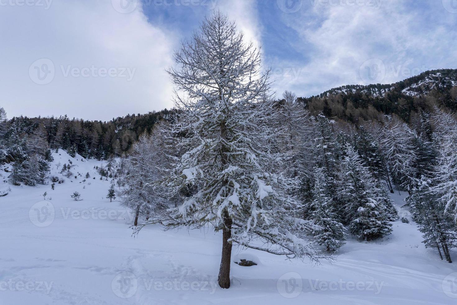 nieve senderismo bosque panorama paisaje montañas de santa caterina valfurva alpes italianos en invierno foto