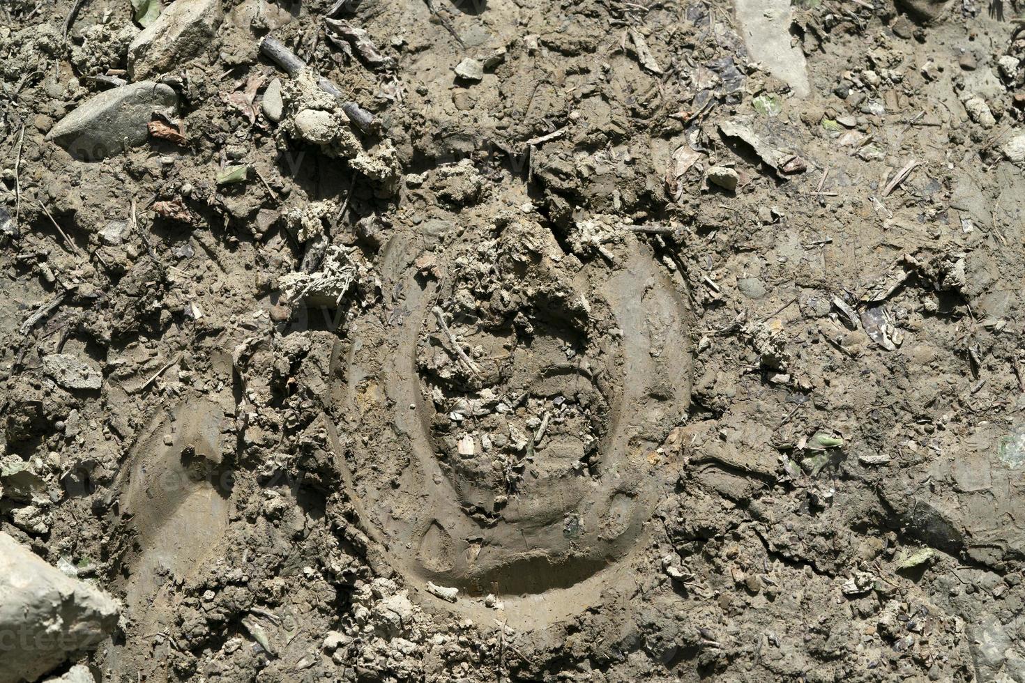 horseshoe foot on mud photo