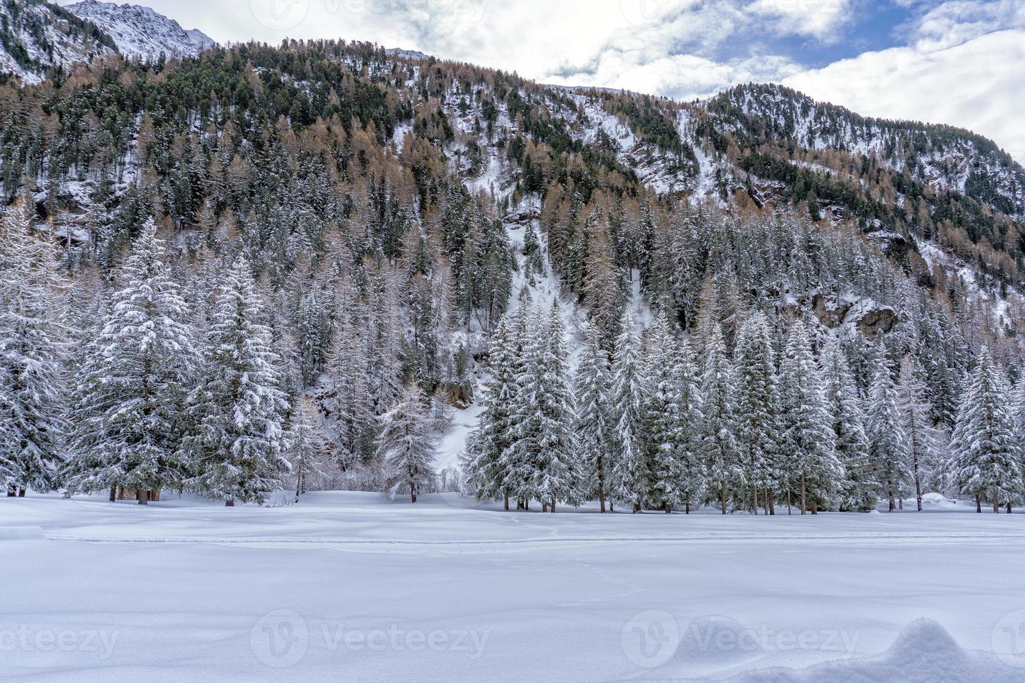 pino cubierto de nieve en la montaña foto