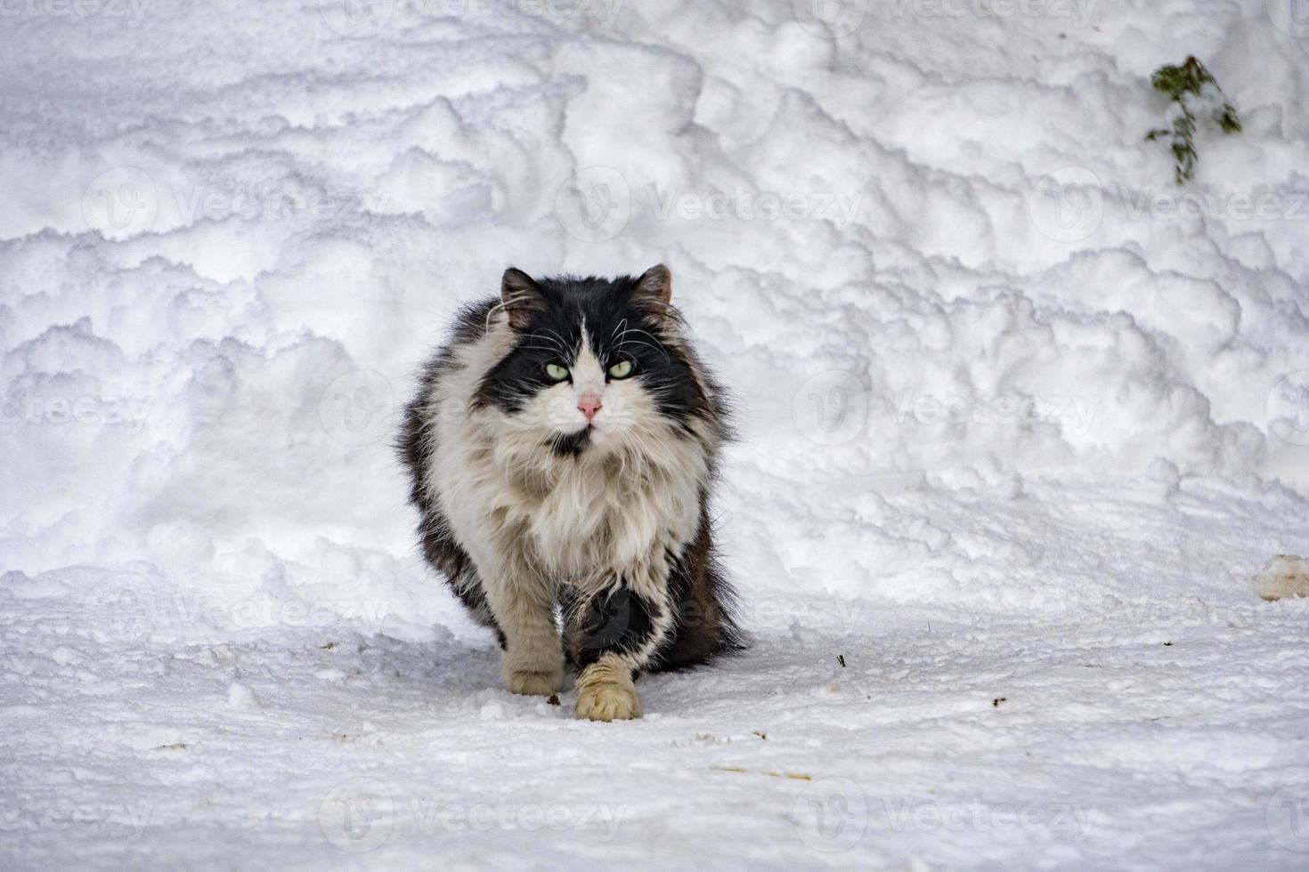 retrato de gato en el fondo de la nieve foto