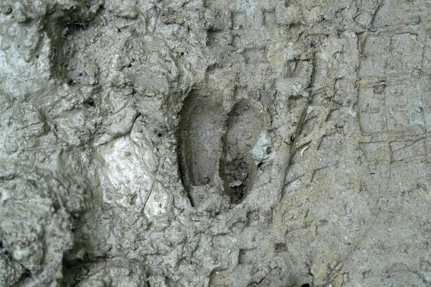 roe deer print on mud photo