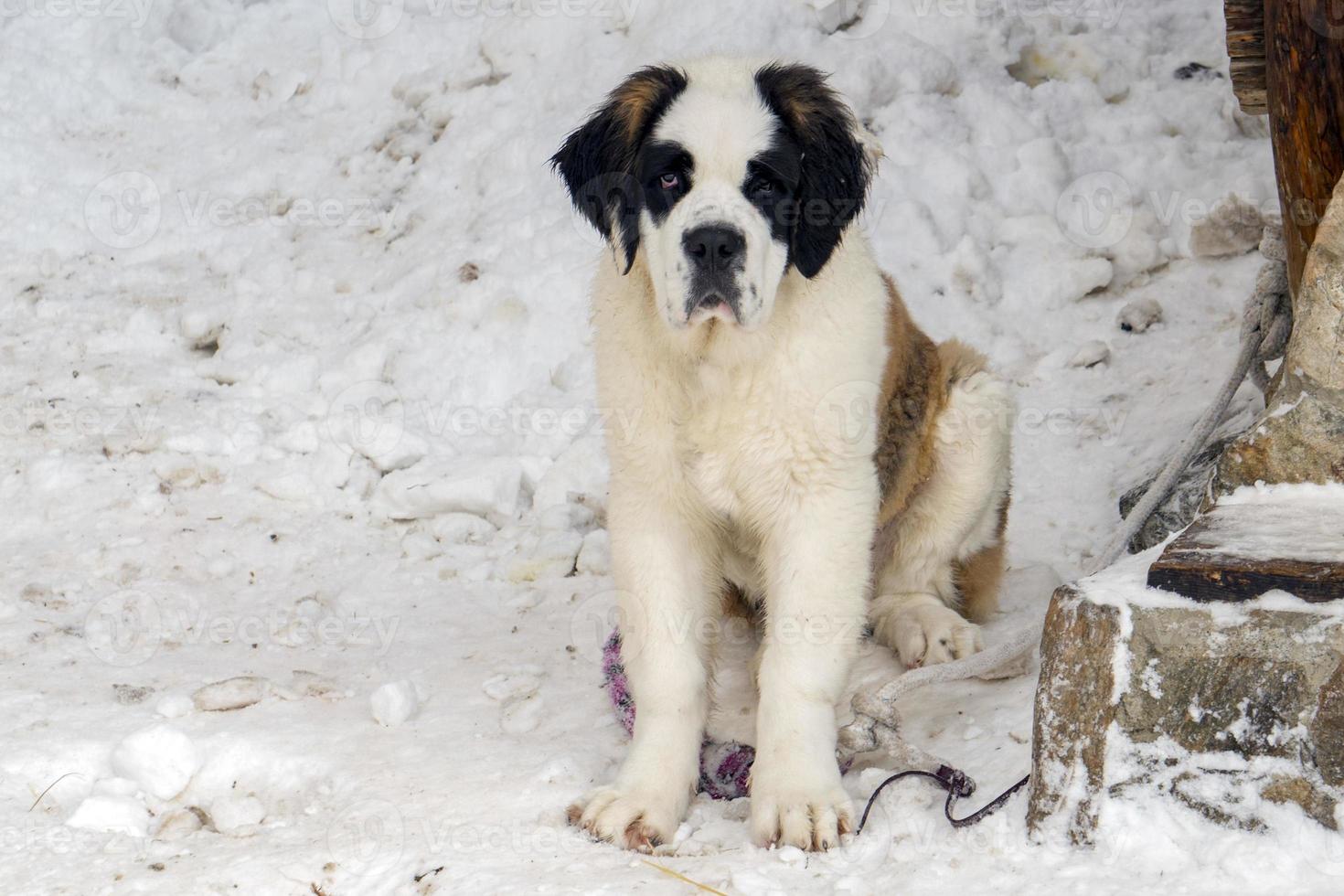 puppy newborn saint bernard dog photo