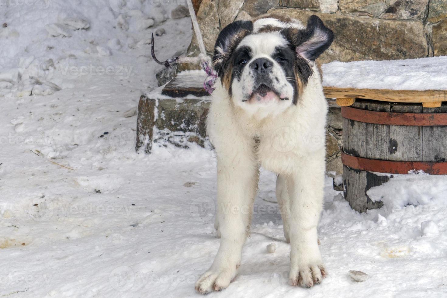 puppy newborn saint bernard dog photo