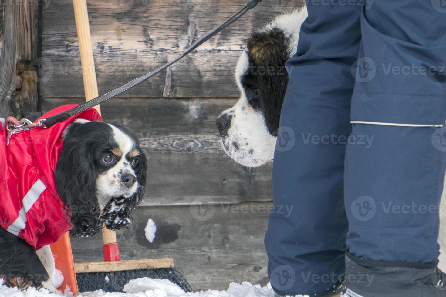 saint bernard dog photo