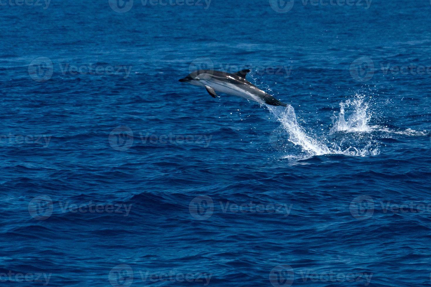 delfín mientras salta en el mar azul profundo foto