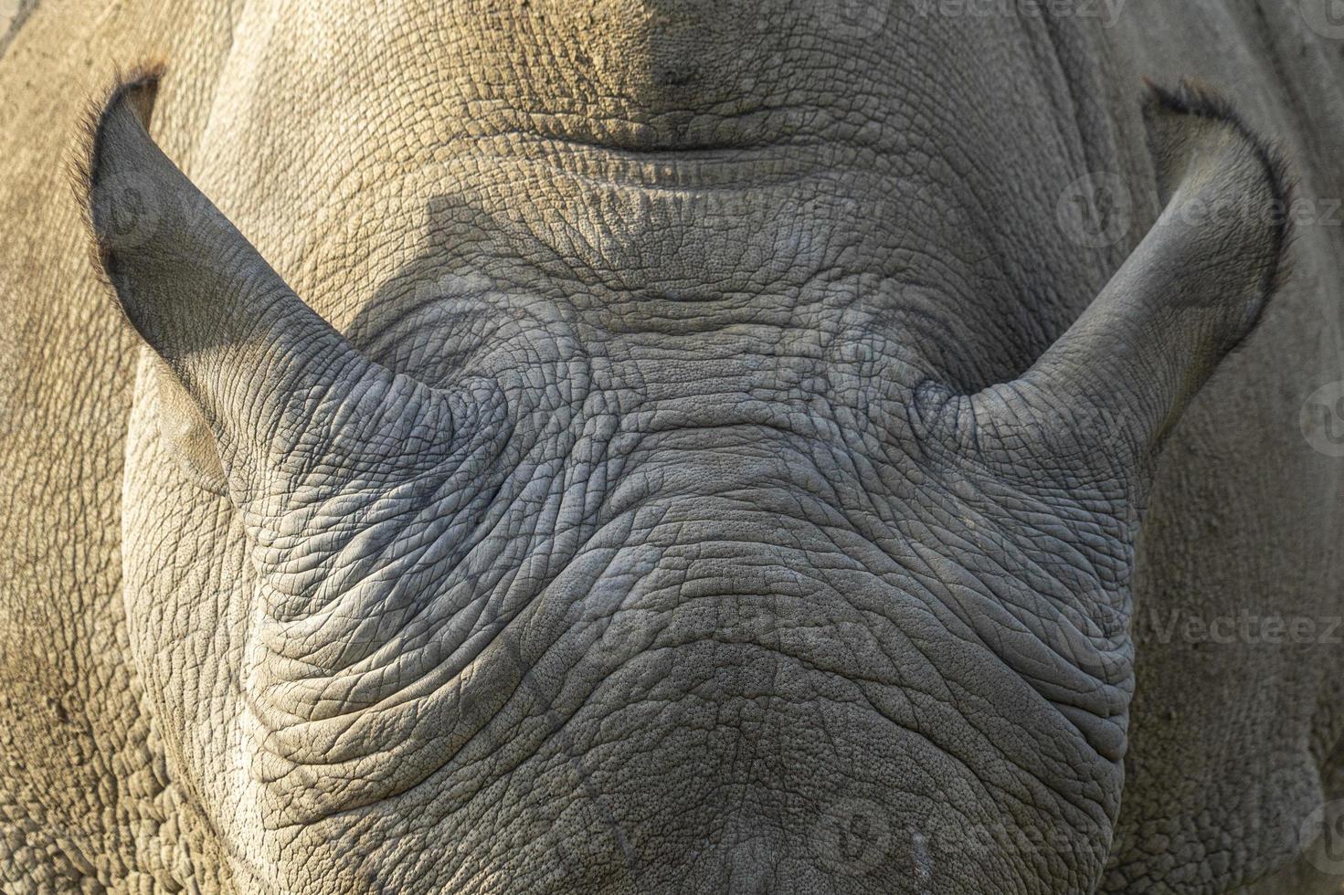 Rhino Rhinoceros close up detail of ears photo