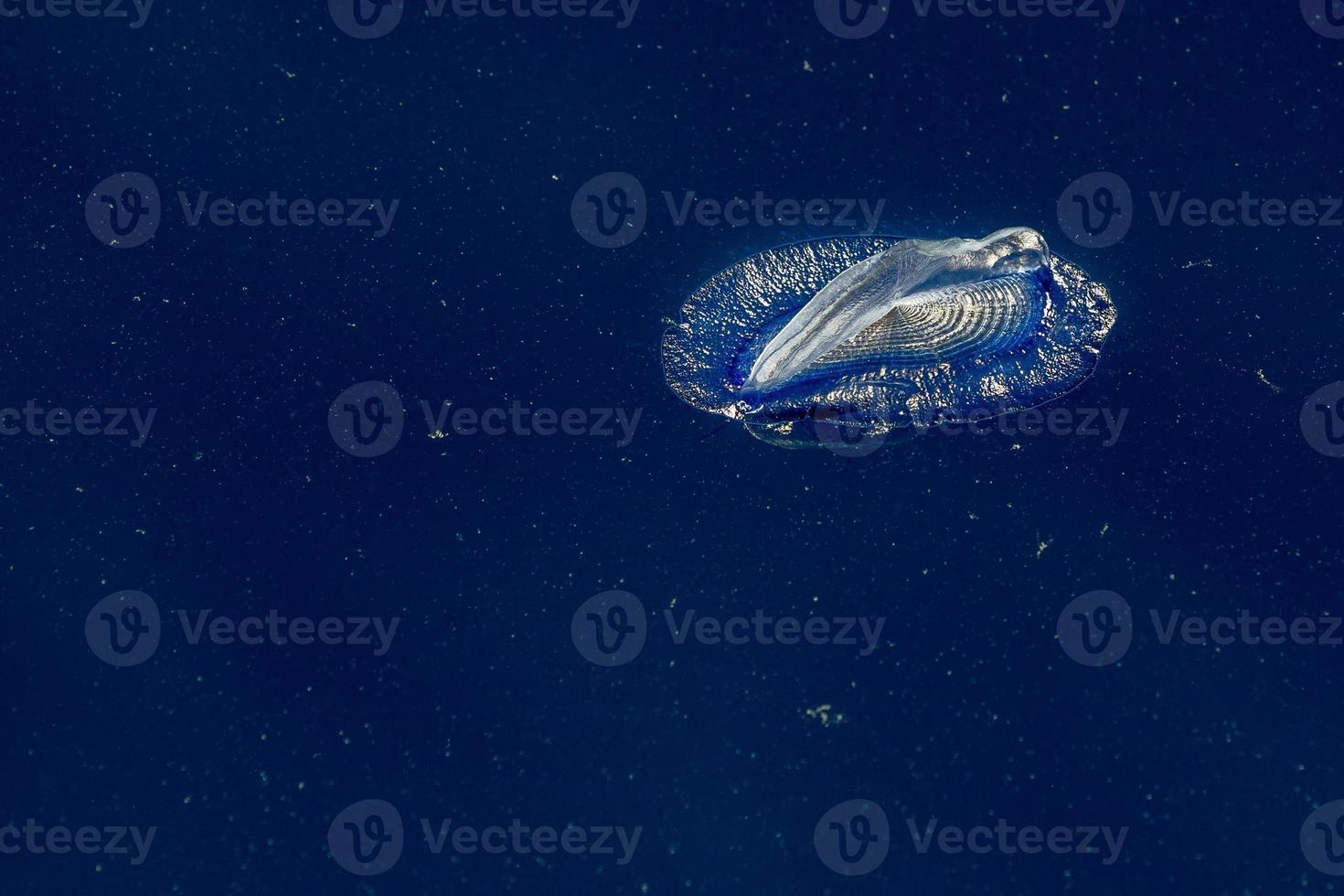 velella jellyfish on deep blue sea back photo