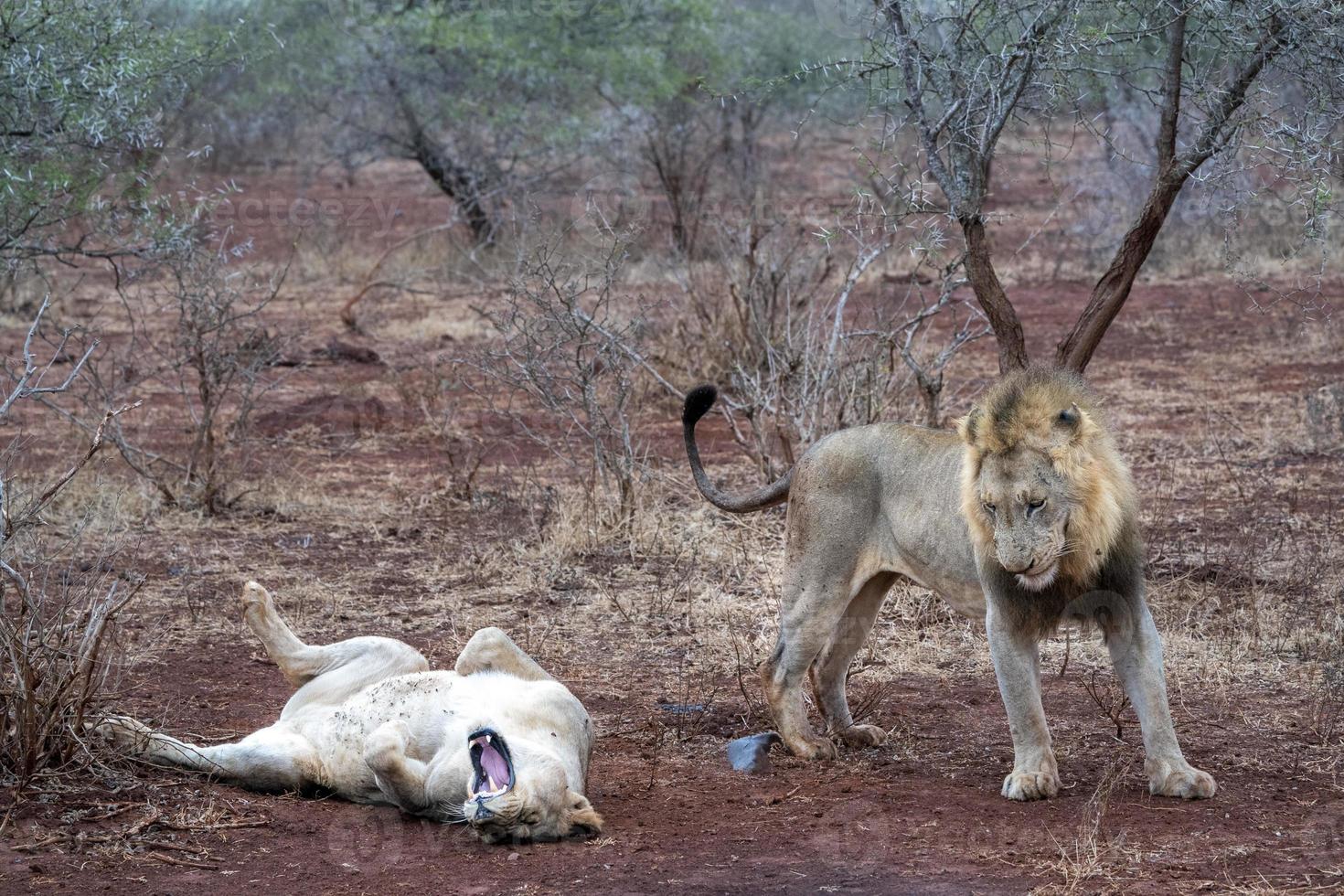 leones machos y hembras después del apareamiento en el parque kruger sudáfrica foto