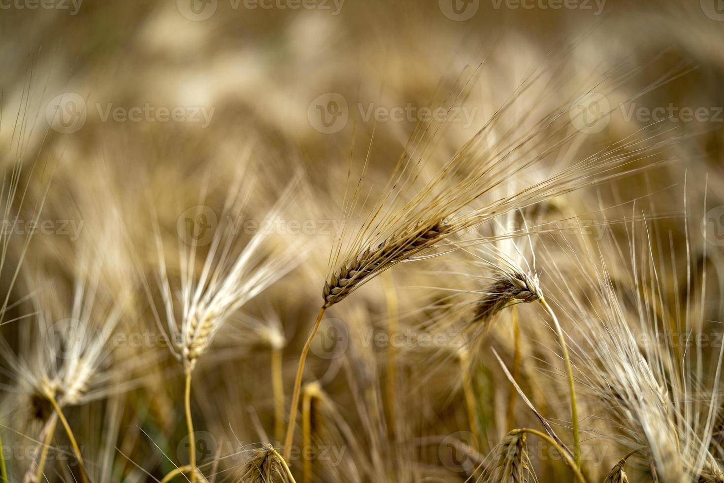 Green Wheat spikes field moved by wind photo